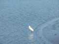 Stono Ferry, egret wading