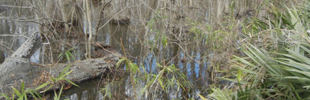 Brier Creek swampcrop